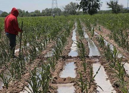 Fuertes lluvias afectan cultivos en Yucatán