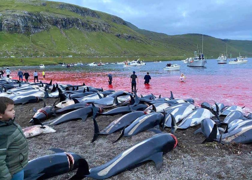 En esta imagen, difundida por el grupo ambientalista Sea Shepherd, se ven los cadáveres de delfines de costados blancos sobre la playa después de haber sido sacrificados en aguas de la isla Eysturoy, que es parte de las islas Feroe, el domingo 12 de septiembre de 2021. (Sea Shepherd vía AP)