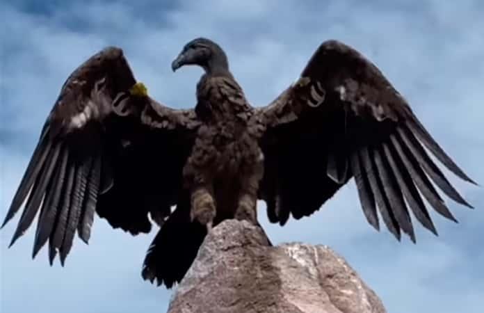 Foto extraída del video