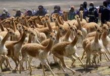 Perú condena matanza de 100 vicuñas y anuncia grupo de trabajo para sancionar responsables