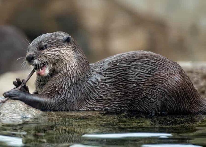 foto: Acuario Michin