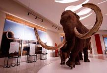 Lanza INAH concurso para nombrar al mamut del Museo de Santa Lucia