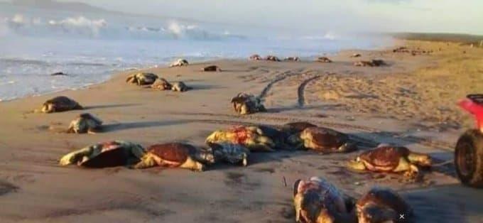 Riesgo para las Tortugas Marinas en Baja California Sur