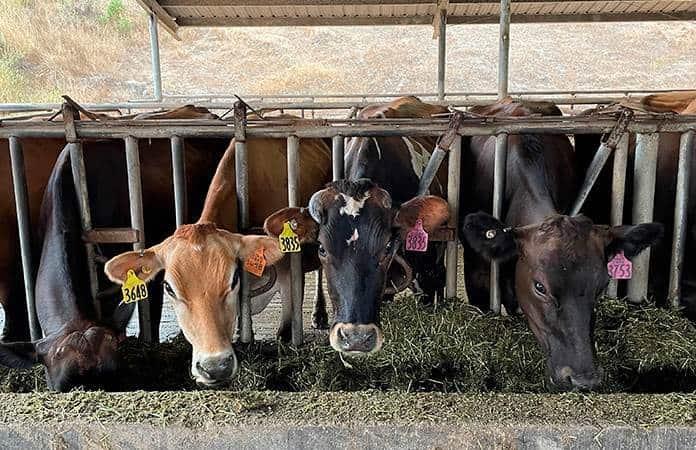 El rumiante promedio produce entre 250-500 litros de metano por día / Foto: AP