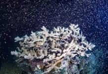 Incremento de temperatura del mar provoca mortandad en corales