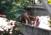 Aumentan interacciones entre animales salvajes y humanos en la Huasteca: Semarnat ofrece cursos para convivencia segura Aumentan interacciones entre animales salvajes y humanos en la Huasteca: Semarnat ofrece cursos para convivencia segura