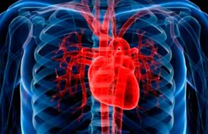 Gen cardioprotector reactiva tejido cardíaco dañado tras infarto