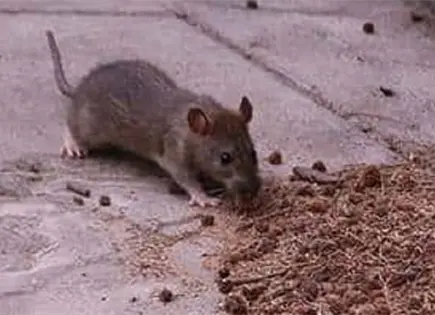 Ni&ntilde;o se intoxica con veneno para ratas en Yucat&aacute;n