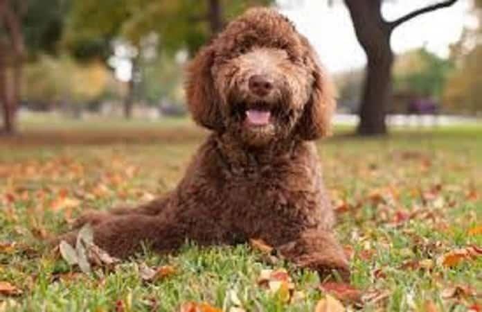 Foto de archivo de Labradoodle (New York Post)