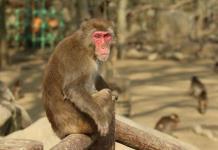 Un experimento en macacos abre la puerta a tratar el trastorno por consumo de alcohol