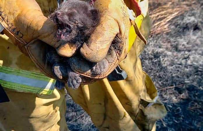 El gatito sobreviviente fue auxiliado por los bomberos.