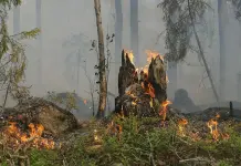 Situación de los Incendios forestales en Puebla en 2025 Situación de los Incendios forestales en Puebla en 2025