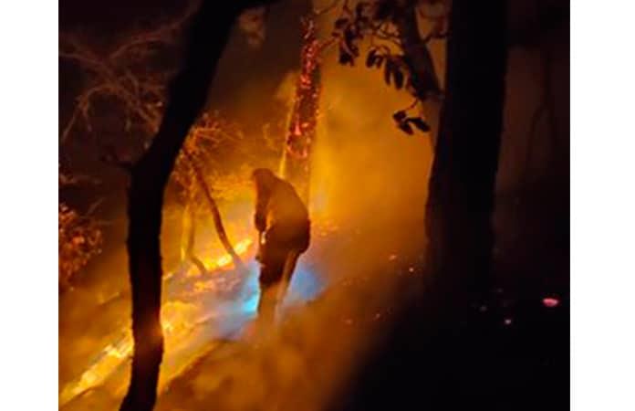 Foto: Comisión Nacional Forestal