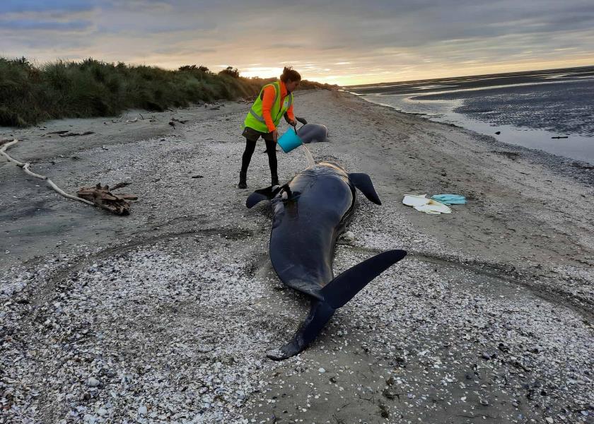 Foto: Ministerio de Conservación de Nueva Zelanda