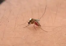 Sube a 71 el n&uacute;mero de casos de dengue; en &Eacute;bano, el 39% del total
