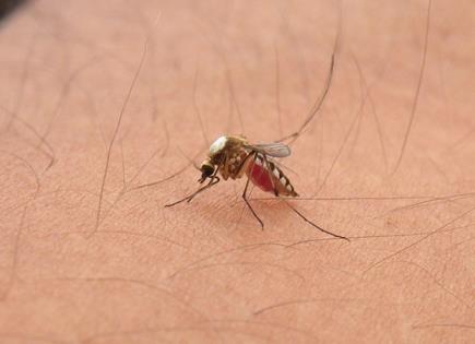Sube a 71 el número de casos de dengue; en Ébano, el 39% del total