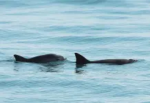 Proyecto Saguaro devastará vida marina en Golfo de California: Greenpeace