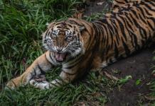 Tigre deambula en patio de casa en Tabasco