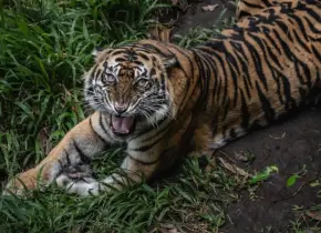 Tigre de bengala visto en Salinas Victoria moviliza a autoridades