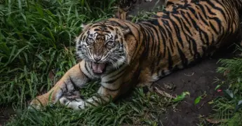 Profepa rescata 20 animales silvestres en Durango tras operativo