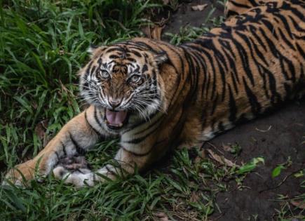 Tigre deambula en patio de casa en Tabasco