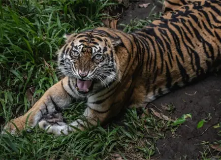 Profepa rescata 20 animales silvestres en Durango tras operativo