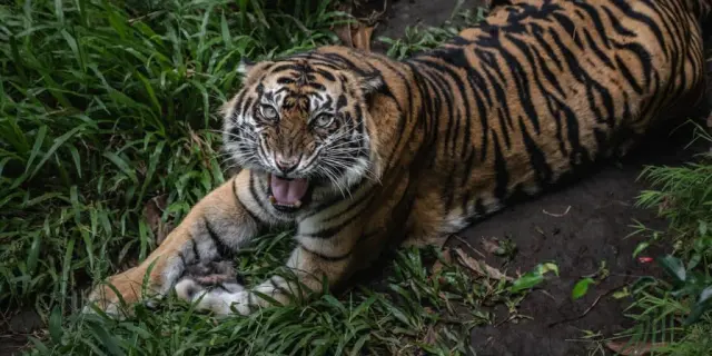 Tigre de bengala visto en Salinas Victoria moviliza a autoridades