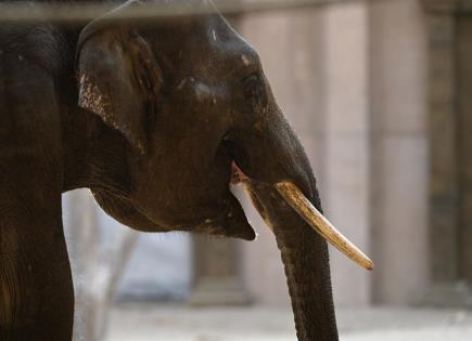 Al menos 606 muertos por ataques de elefantes en la India en el último año