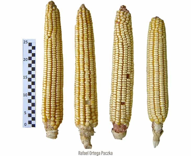 Mazorcas de más de 30 centímetros, estándar en el maíz de Jala   (imagen biodiversidad.gob.mx:)