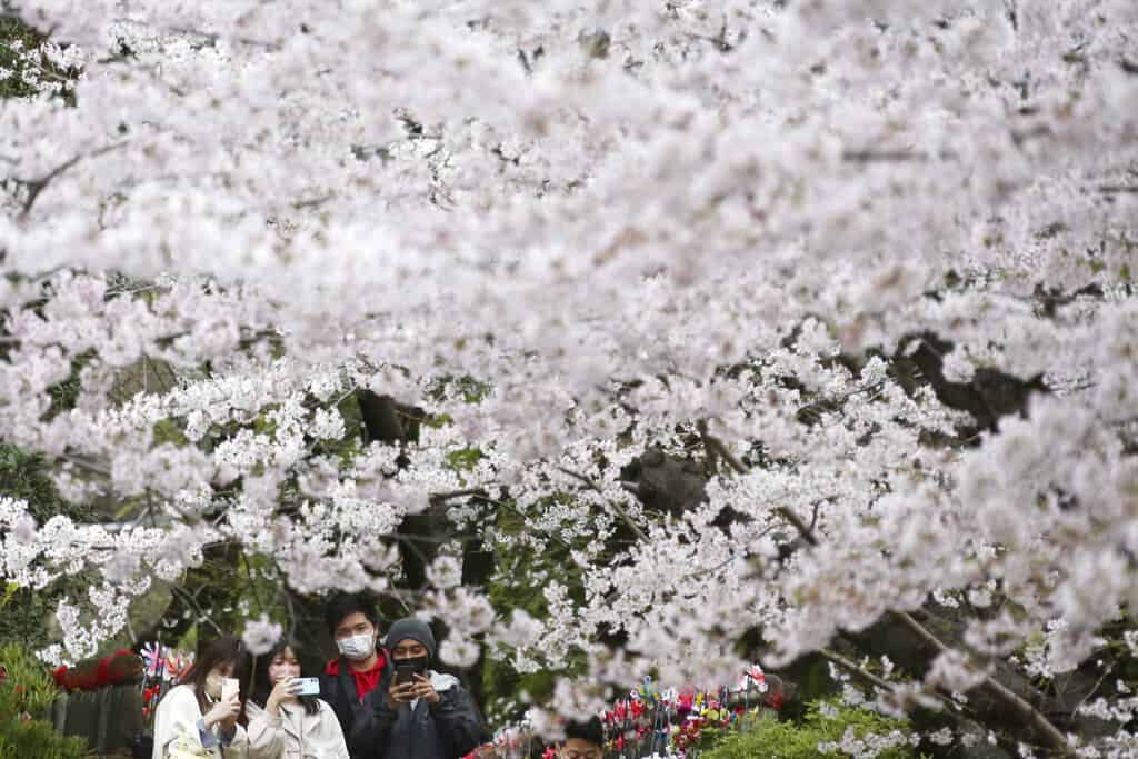 Dónde ver cerezos en flor en todo el mundo: Tokio, Washington