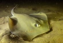 Aparecen rayas y mantarrayas muertas en playa de Sonora