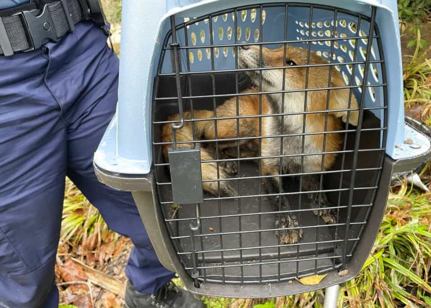 Foto: AP