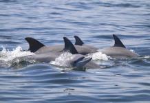 Más de 40 delfines quedan varados en la costa este de Japón