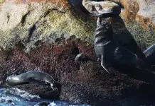 Rescate exitoso de lobos marinos atrapados por pesca ilegal Rescate exitoso de lobos marinos atrapados por pesca ilegal