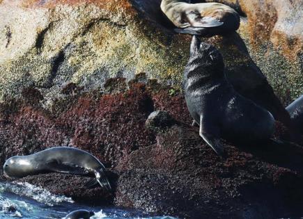 Rescate exitoso de lobos marinos atrapados por pesca ilegal
