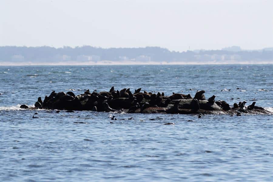 La calma de los lobos marinos: una realidad que no se quiere perder