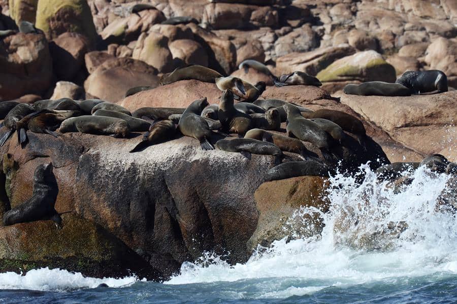 La calma de los lobos marinos: una realidad que no se quiere perder