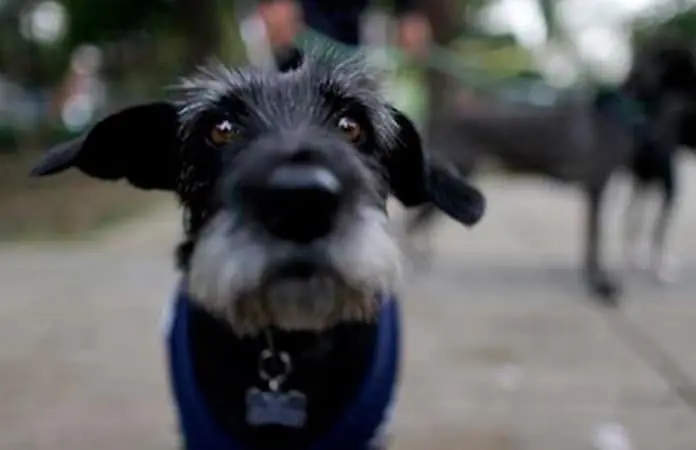 Proponen prohibir uso de mascotas en contenidos digitales y marchas