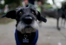 La increíble audición de los perros y su vínculo con los humanos