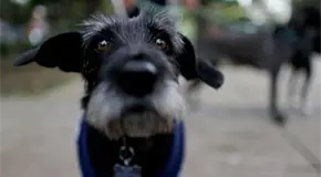 Perros envenenados: Síntomas clave para salvar a tu mascota