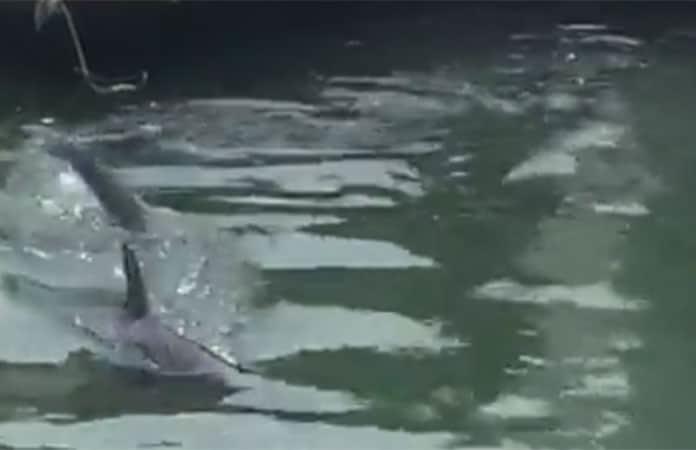 Imagen: Captura de video