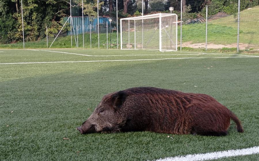 EFE/Asociación Animalisti Italiani