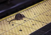La zarina de las ratas de Nueva York sabe que será duro acabar con ellas