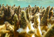 Alerta Mundial: Blanqueo de Corales en 2024