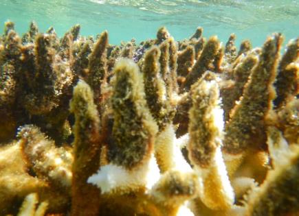 Alerta Mundial: Blanqueo de Corales en 2024