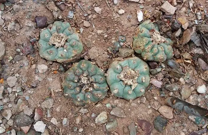 Denuncian extracción ilegal de agua en Estación Catorce