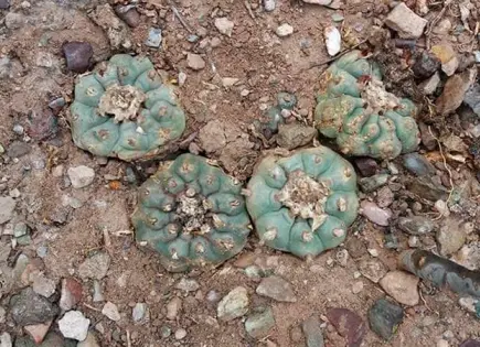 Denuncian extracción ilegal de agua en Estación Catorce