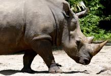 Programa de conservación de rinocerontes en Sudáfrica
