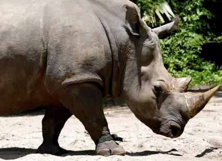 Programa de conservación de rinocerontes en Sudáfrica
