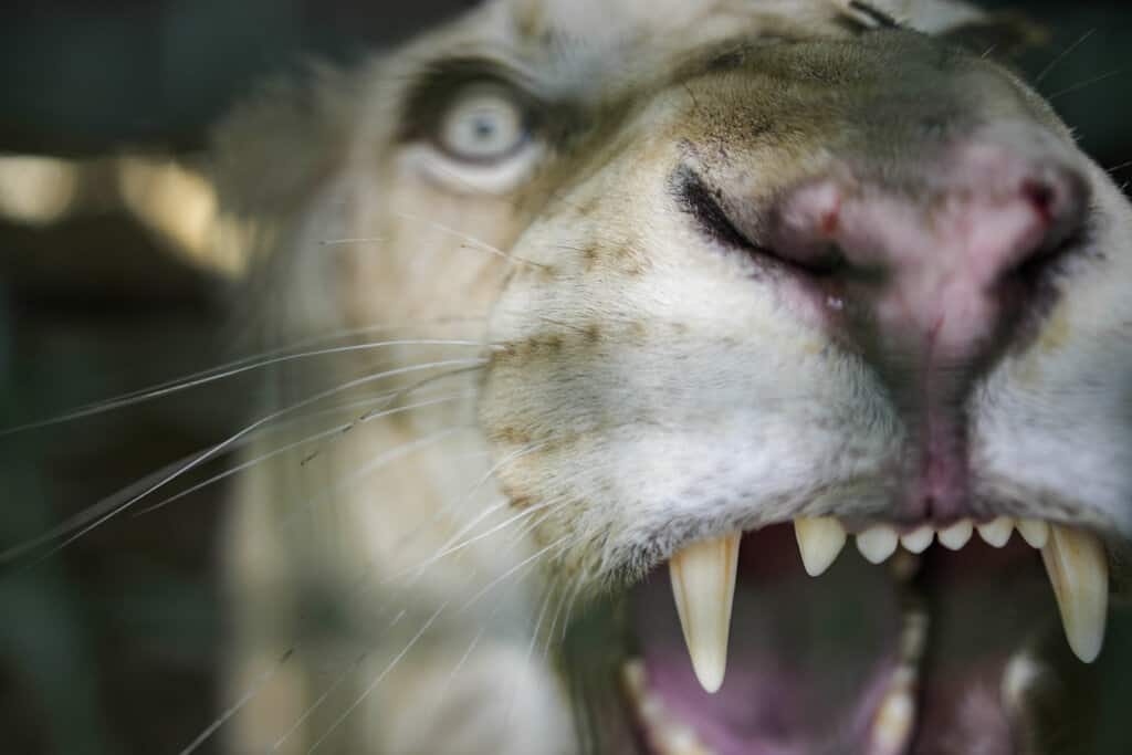 Leones blancos reviven interés de venezolanos por zoológico (Fotos)